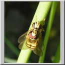 Eupeodes corollae - Gemeine Feldschwebfliege 02.jpg